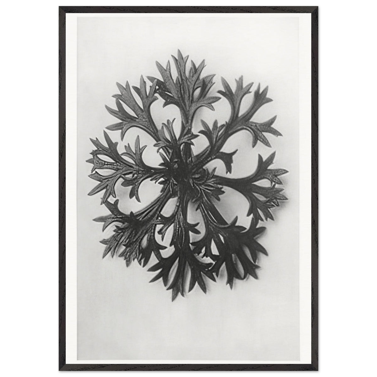 Art Forms in Nature 47 by Karl Blossfeldt, framed poster, view 3