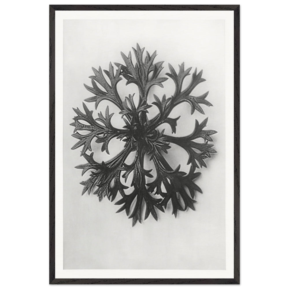 Art Forms in Nature 47 by Karl Blossfeldt, framed poster