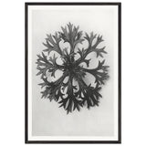 Art Forms in Nature 47 by Karl Blossfeldt, framed poster