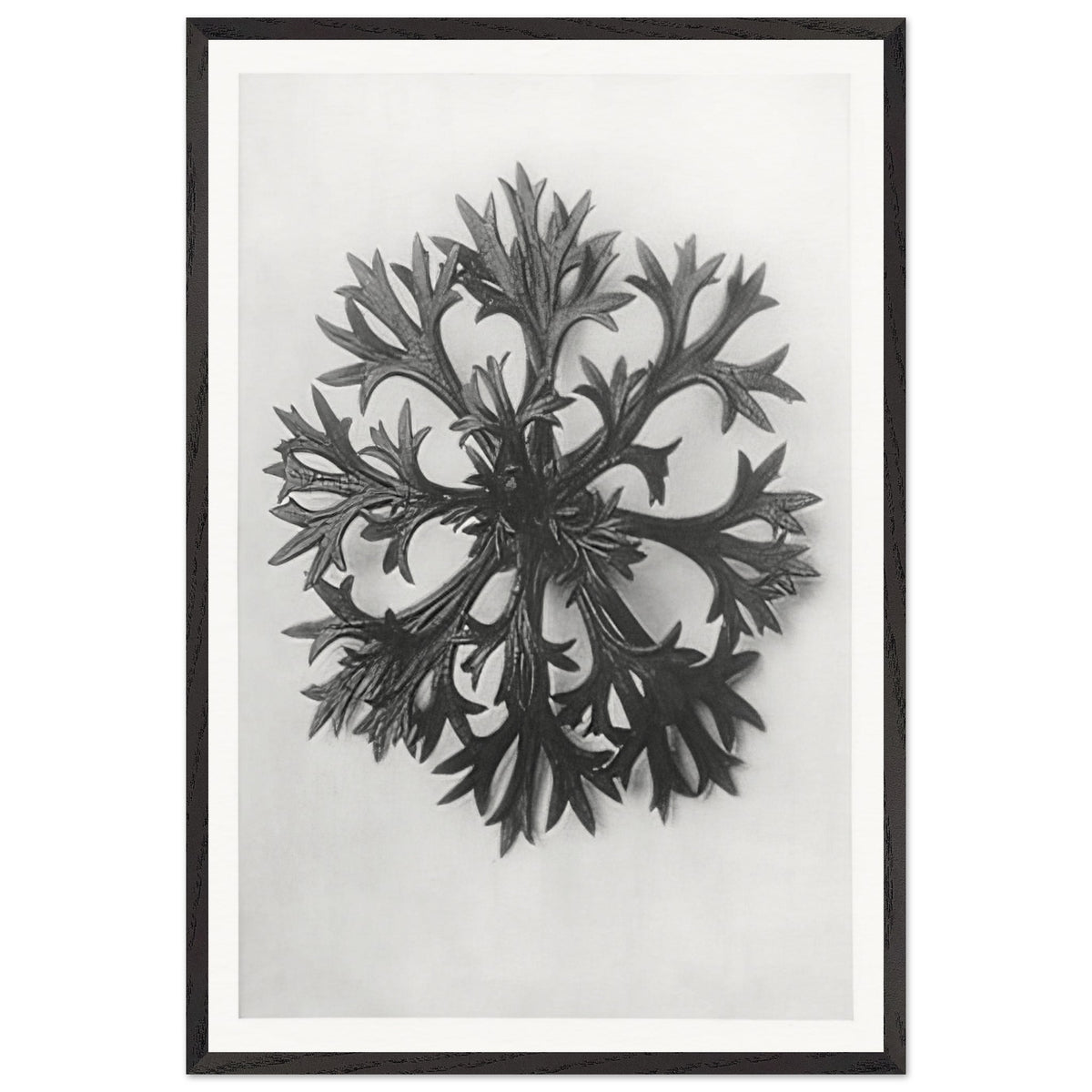 Art Forms in Nature 47 by Karl Blossfeldt, framed poster