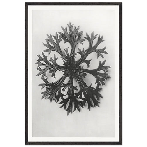 Art Forms in Nature 47 by Karl Blossfeldt, framed poster