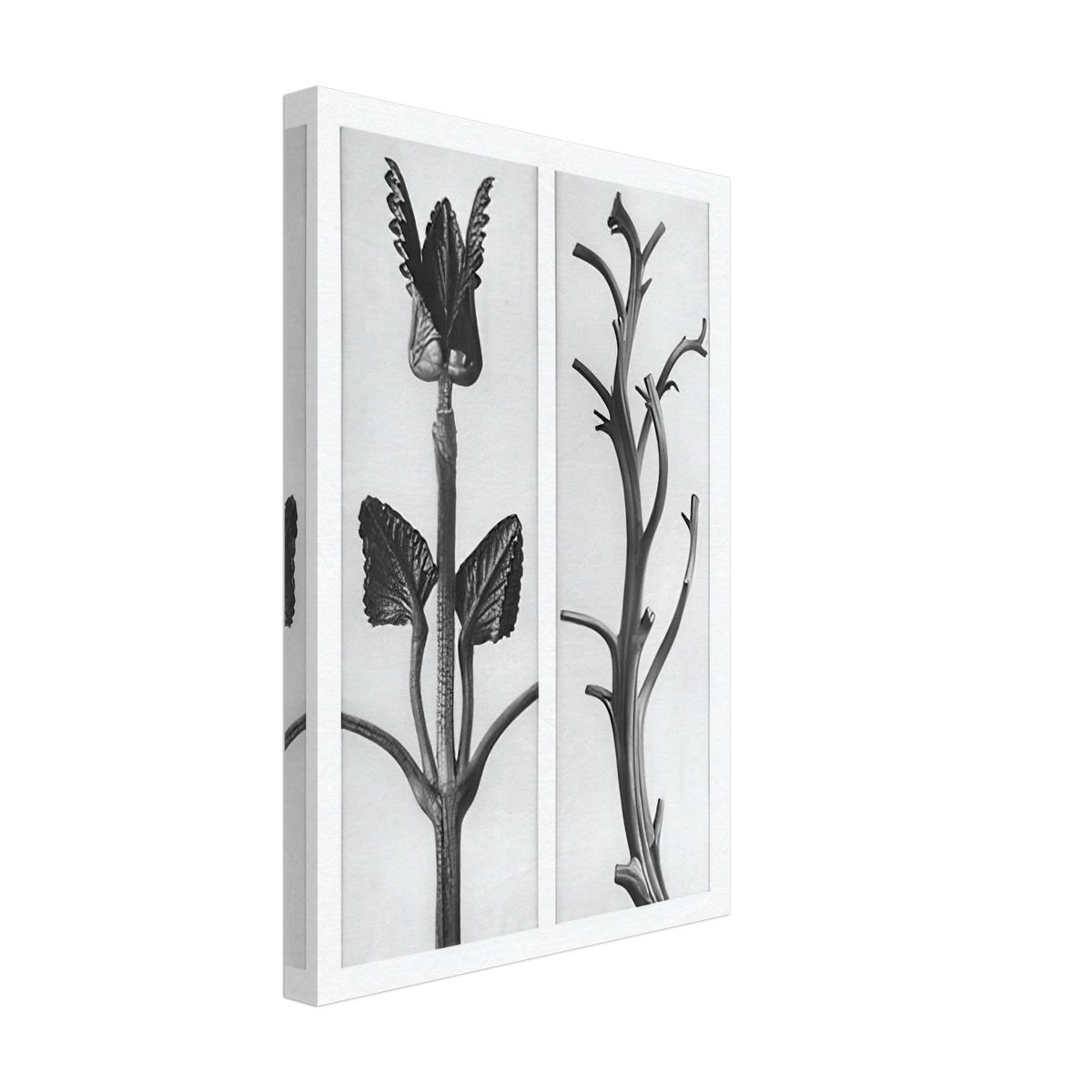 Art Forms in Nature 48 by Karl Blossfeldt, canvas, view 2