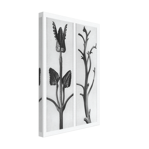 Art Forms in Nature 48 by Karl Blossfeldt, canvas, view 2
