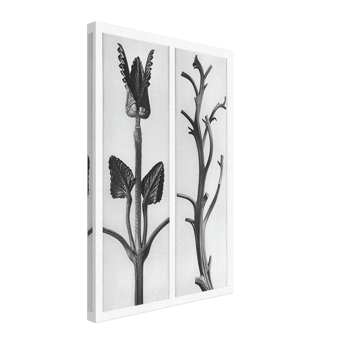 Art Forms in Nature 48 by Karl Blossfeldt, canvas