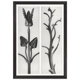 Art Forms in Nature 48 by Karl Blossfeldt, framed poster, view 2