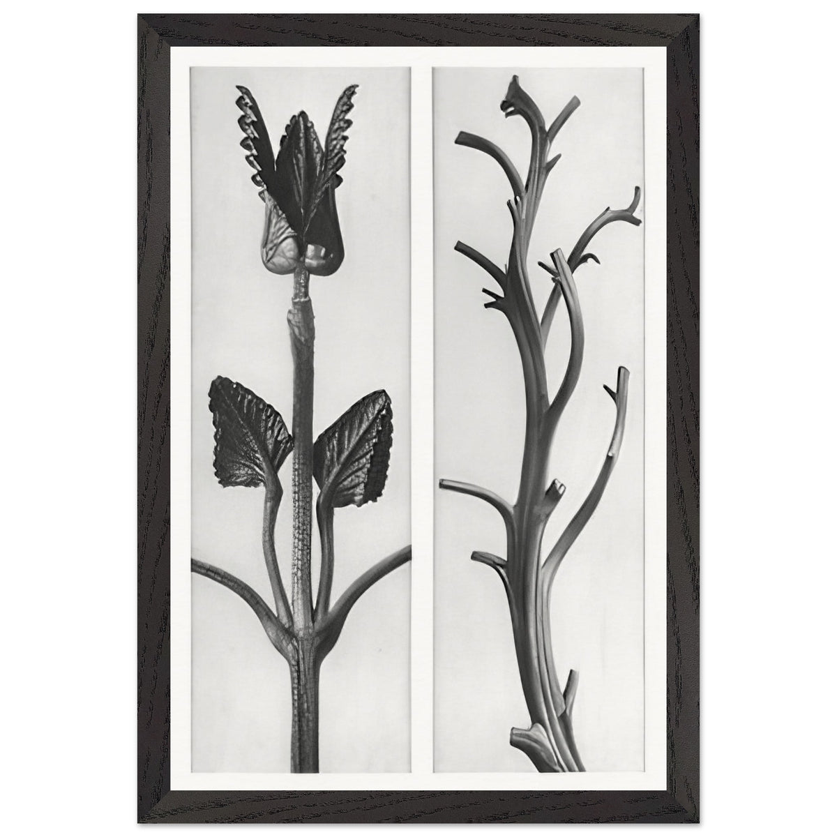 Art Forms in Nature 48 by Karl Blossfeldt, framed poster, view 2