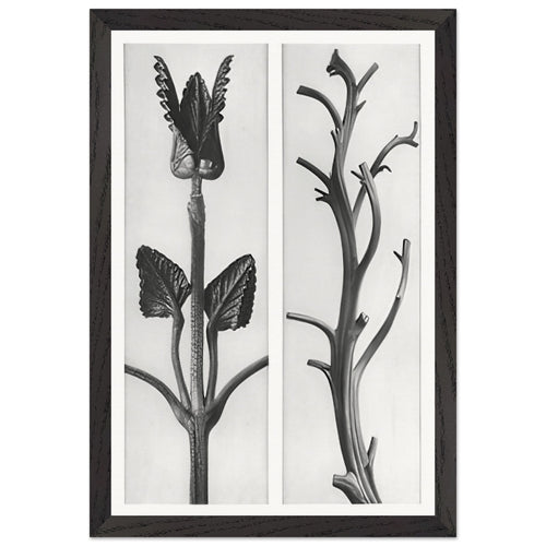 Art Forms in Nature 48 by Karl Blossfeldt, framed poster, view 2