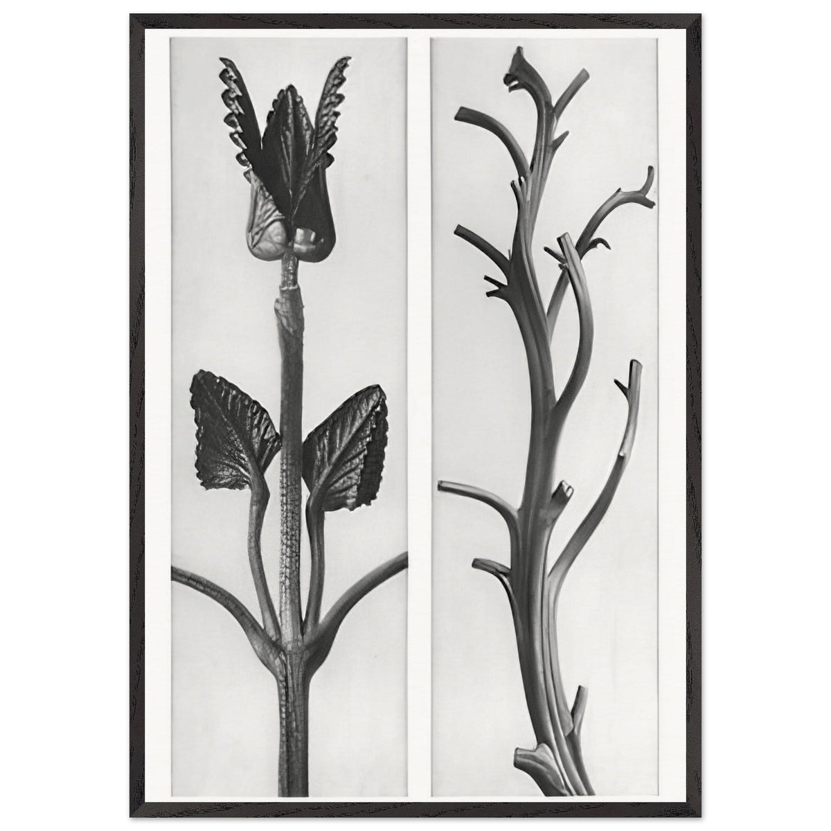 Art Forms in Nature 48 by Karl Blossfeldt, framed poster, view 3