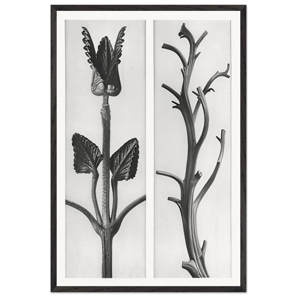 Art Forms in Nature 48 by Karl Blossfeldt, framed poster