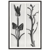 Art Forms in Nature 48 by Karl Blossfeldt, framed poster