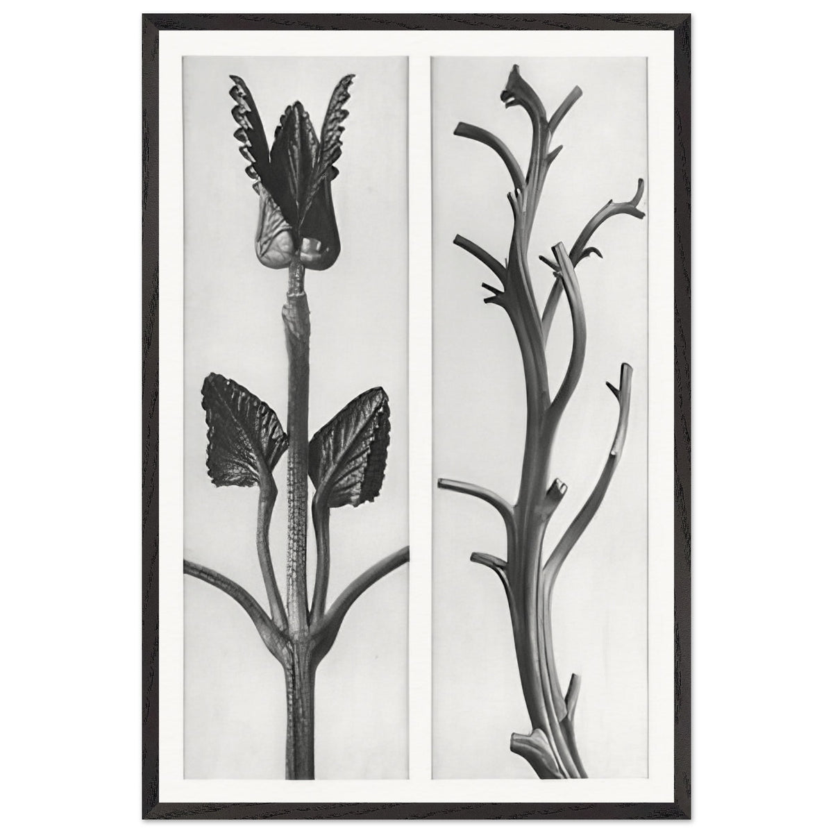 Art Forms in Nature 48 by Karl Blossfeldt, framed poster