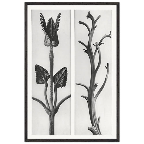 Art Forms in Nature 48 by Karl Blossfeldt, framed poster