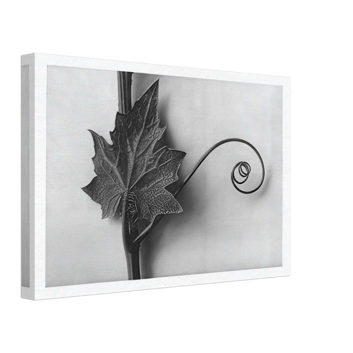 Art Forms in Nature 49 by Karl Blossfeldt, canvas, view 2