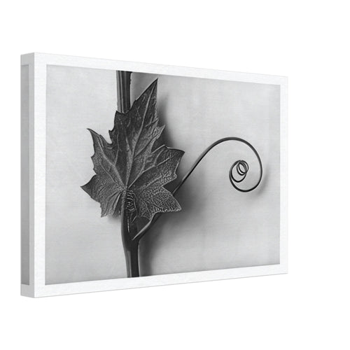 Art Forms in Nature 49 by Karl Blossfeldt, canvas, view 2