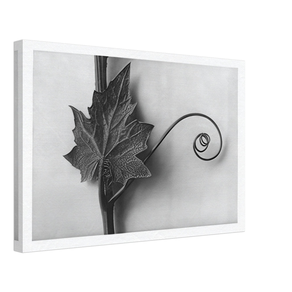 Art Forms in Nature 49 by Karl Blossfeldt, canvas