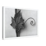 Art Forms in Nature 49 by Karl Blossfeldt, canvas