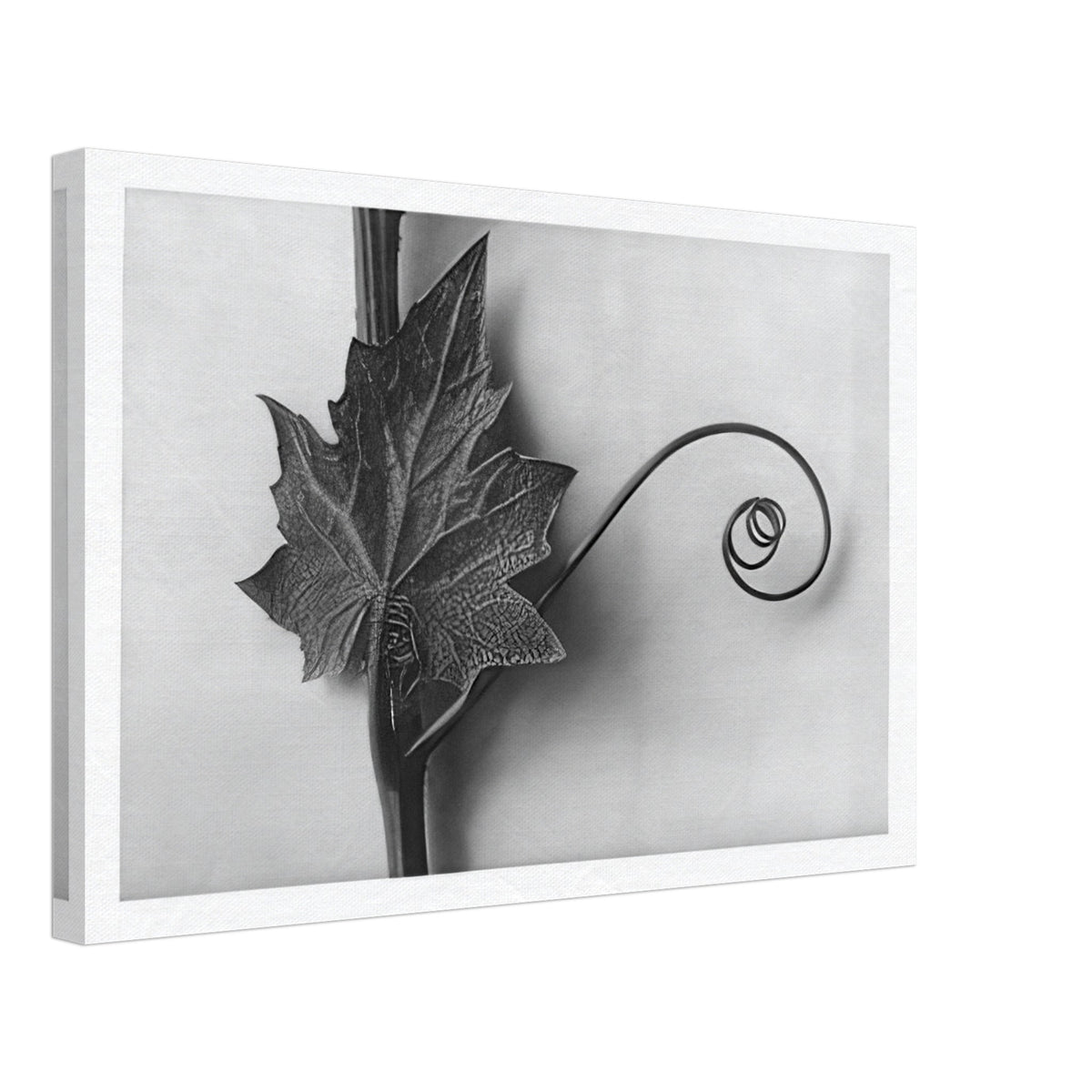 Art Forms in Nature 49 by Karl Blossfeldt, canvas