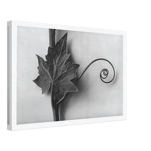 Art Forms in Nature 49 by Karl Blossfeldt, canvas