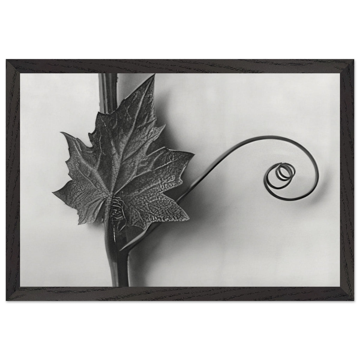 Art Forms in Nature 49 by Karl Blossfeldt, framed poster, view 2