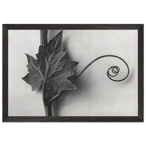 Art Forms in Nature 49 by Karl Blossfeldt, framed poster, view 2