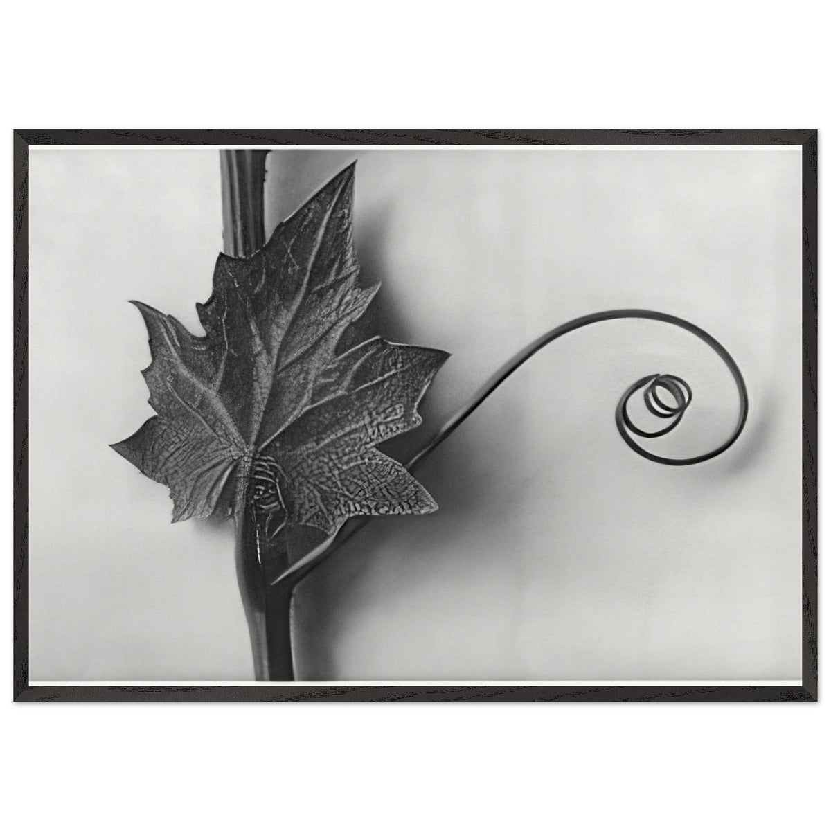 Art Forms in Nature 49 by Karl Blossfeldt, framed poster, view 3