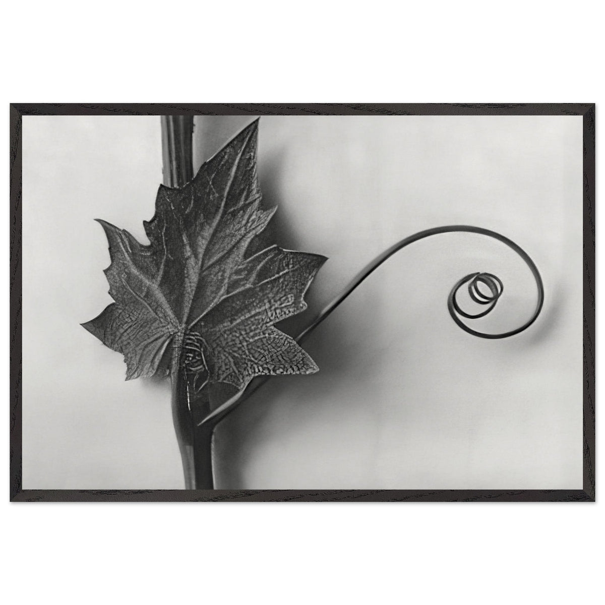 Art Forms in Nature 49 by Karl Blossfeldt, framed poster