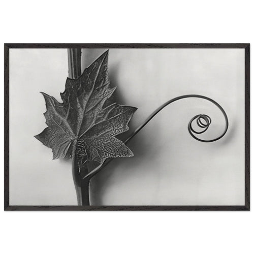 Art Forms in Nature 49 by Karl Blossfeldt, framed poster