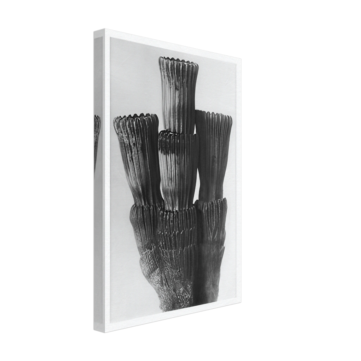 Art Forms in Nature 5 by Karl Blossfeldt, canvas, view 2