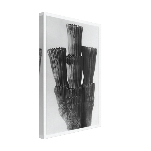 Art Forms in Nature 5 by Karl Blossfeldt, canvas, view 2