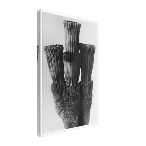 Art Forms in Nature 5 by Karl Blossfeldt, canvas
