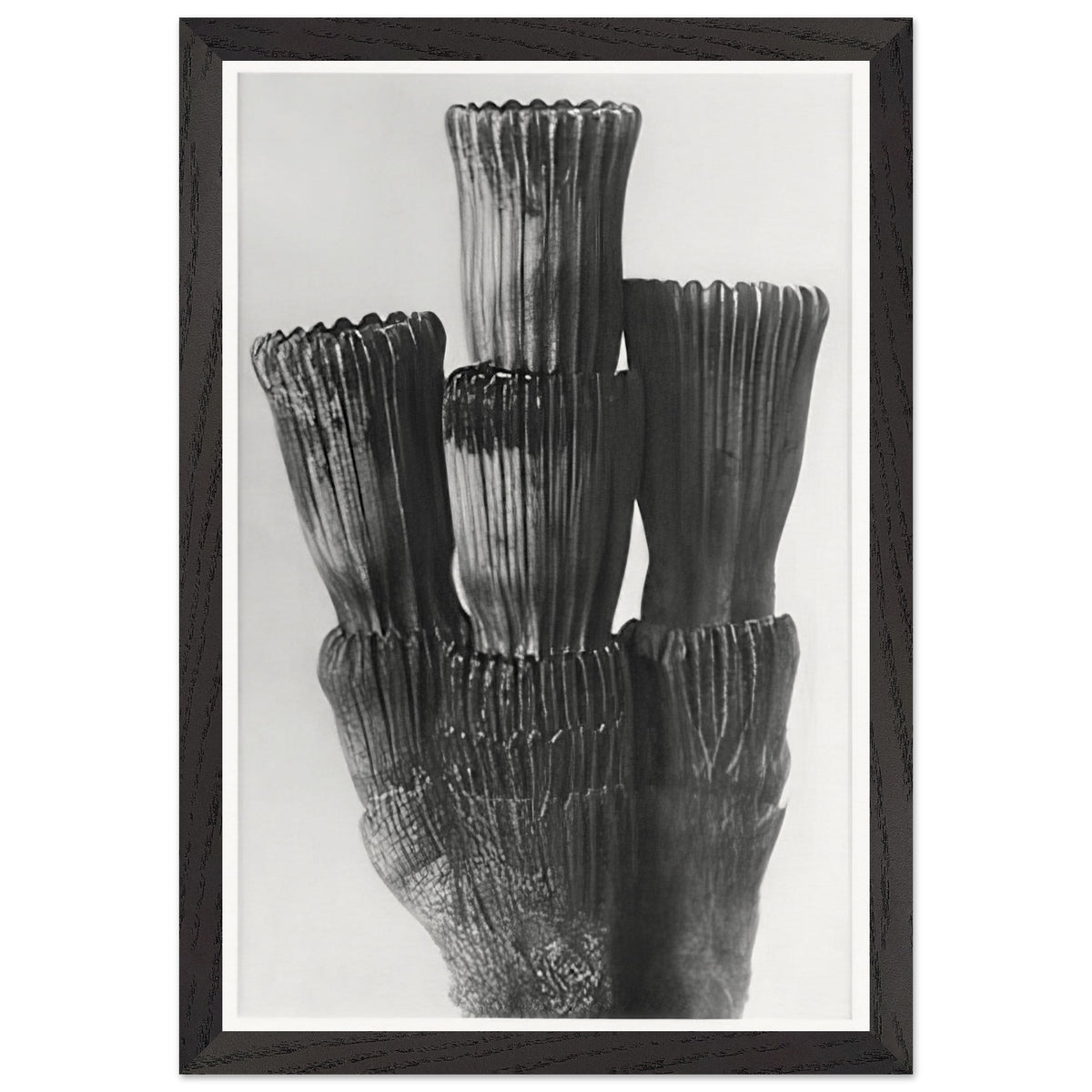 Art Forms in Nature 5 by Karl Blossfeldt, framed poster, view 2