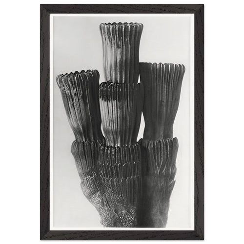 Art Forms in Nature 5 by Karl Blossfeldt, framed poster, view 2