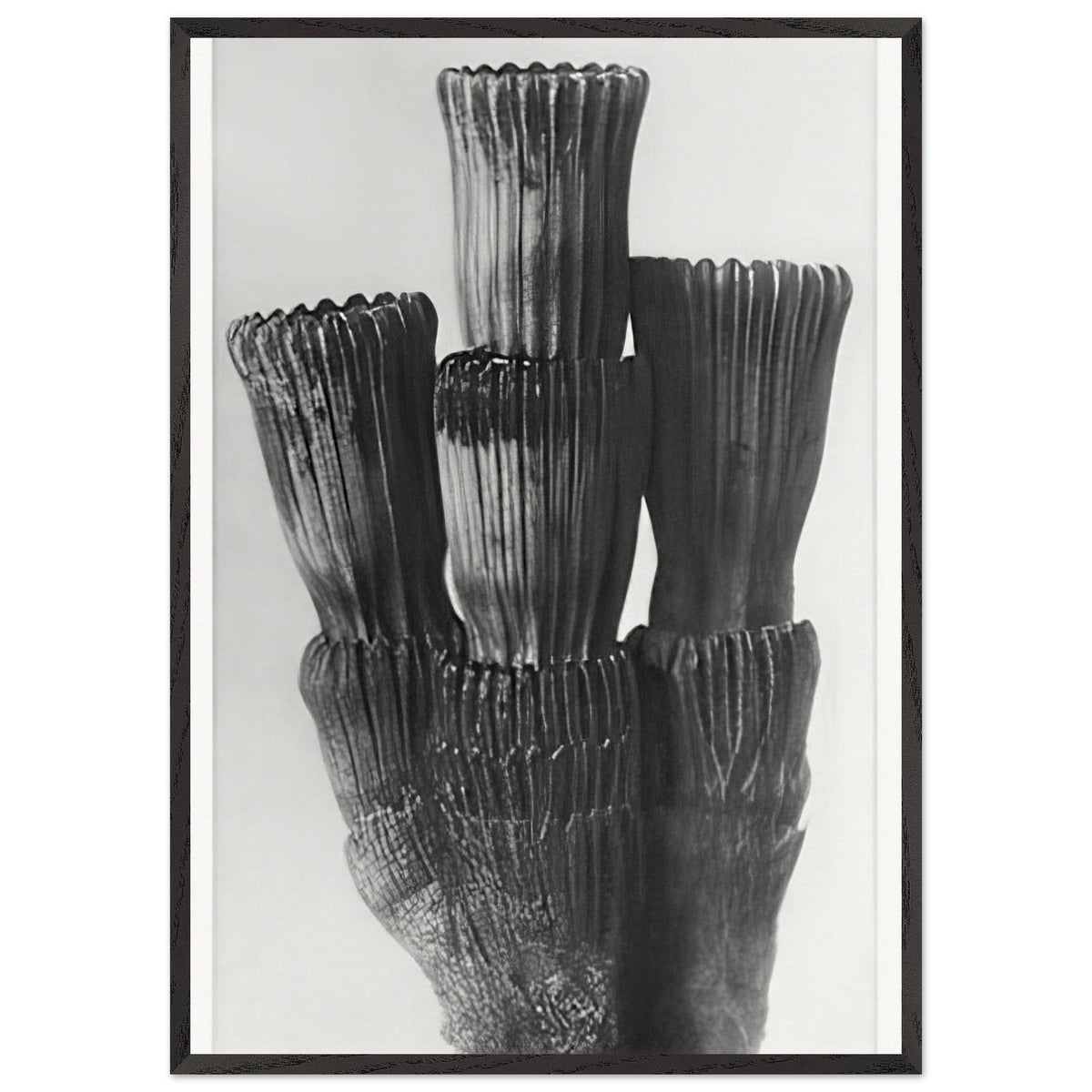 Art Forms in Nature 5 by Karl Blossfeldt, framed poster, view 3