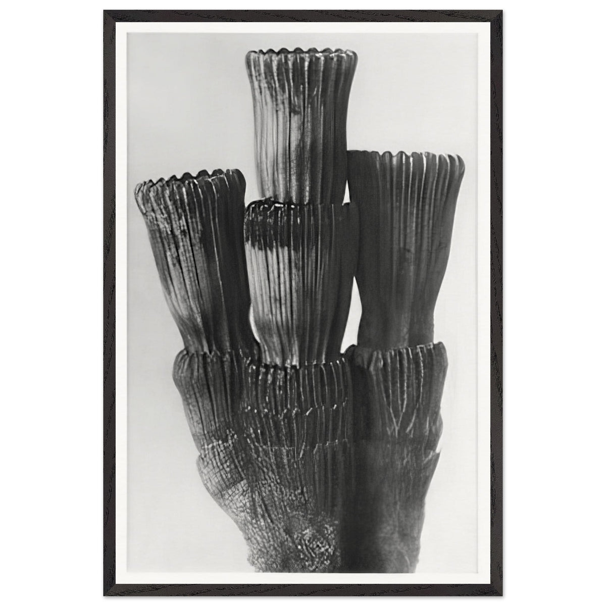Art Forms in Nature 5 by Karl Blossfeldt, framed poster