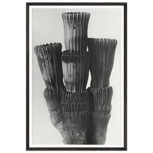 Art Forms in Nature 5 by Karl Blossfeldt, framed poster