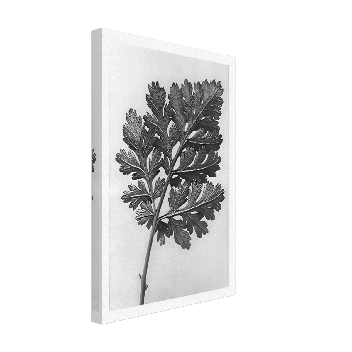 Art Forms in Nature 50 by Karl Blossfeldt, canvas, view 2