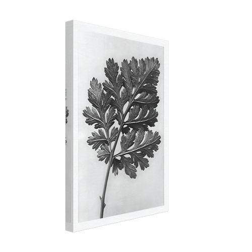 Art Forms in Nature 50 by Karl Blossfeldt, canvas, view 2