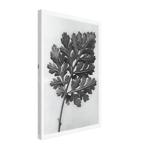 Art Forms in Nature 50 by Karl Blossfeldt, canvas