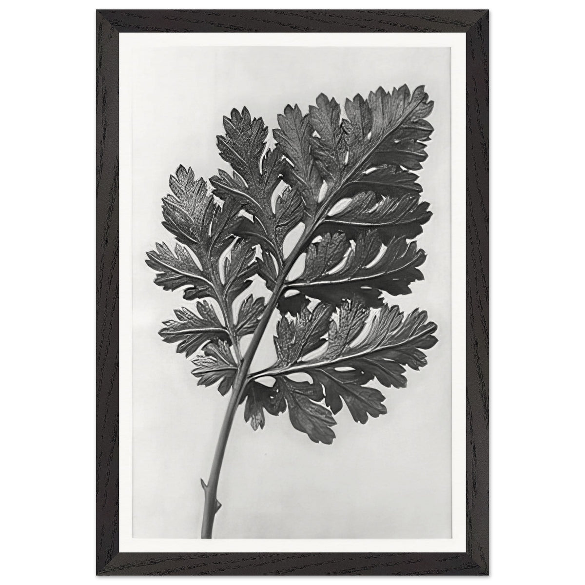 Art Forms in Nature 50 by Karl Blossfeldt, framed poster, view 2