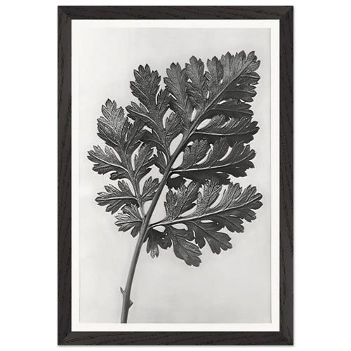 Art Forms in Nature 50 by Karl Blossfeldt, framed poster, view 2