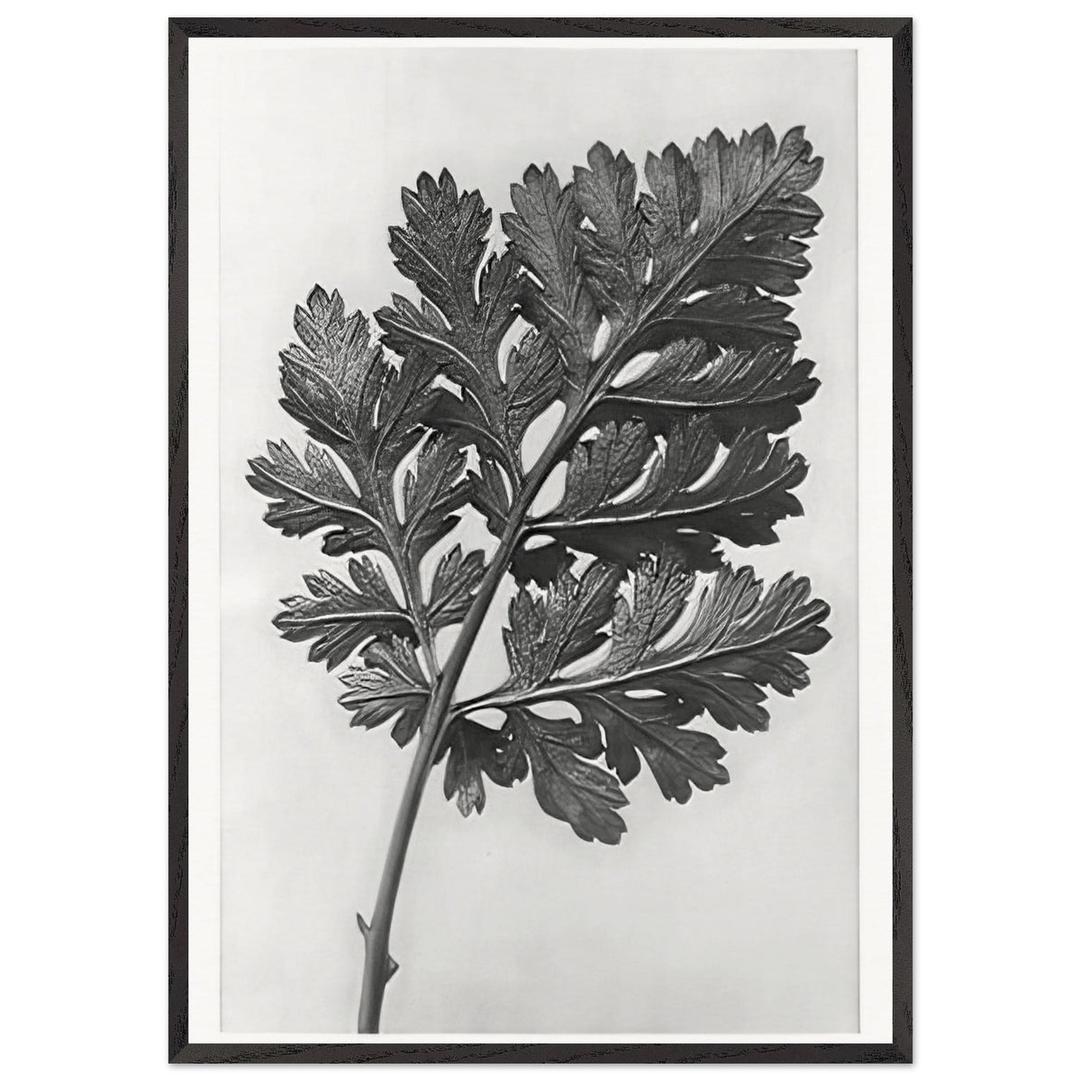 Art Forms in Nature 50 by Karl Blossfeldt, framed poster, view 3