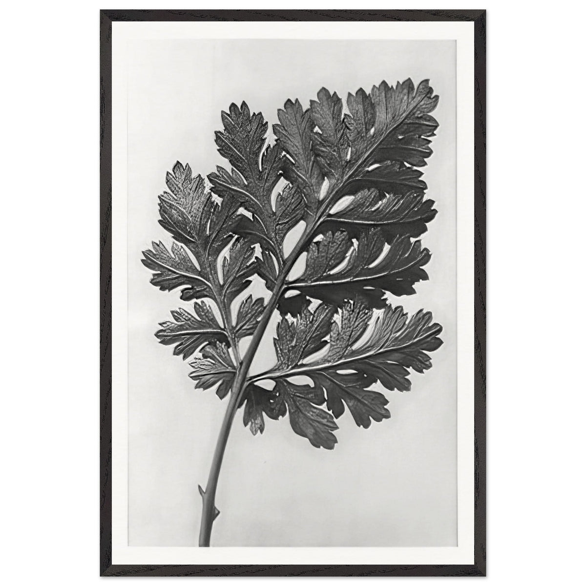 Art Forms in Nature 50 by Karl Blossfeldt, framed poster