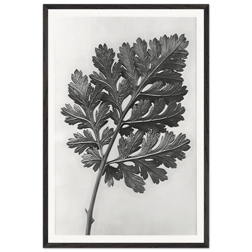 Art Forms in Nature 50 by Karl Blossfeldt, framed poster