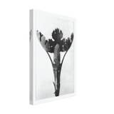 Art Forms in Nature 51 by Karl Blossfeldt, canvas, view 2