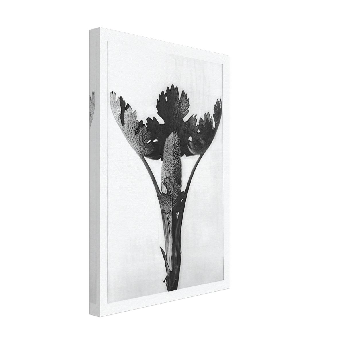 Art Forms in Nature 51 by Karl Blossfeldt, canvas, view 2