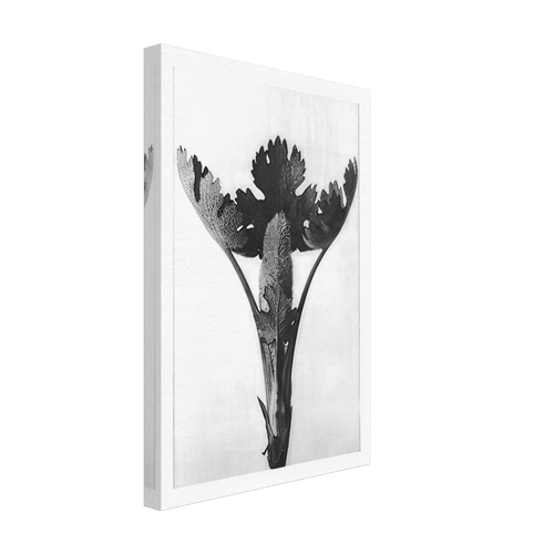 Art Forms in Nature 51 by Karl Blossfeldt, canvas, view 2