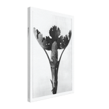 Art Forms in Nature 51 by Karl Blossfeldt, canvas