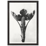 Art Forms in Nature 51 by Karl Blossfeldt, framed poster, view 2
