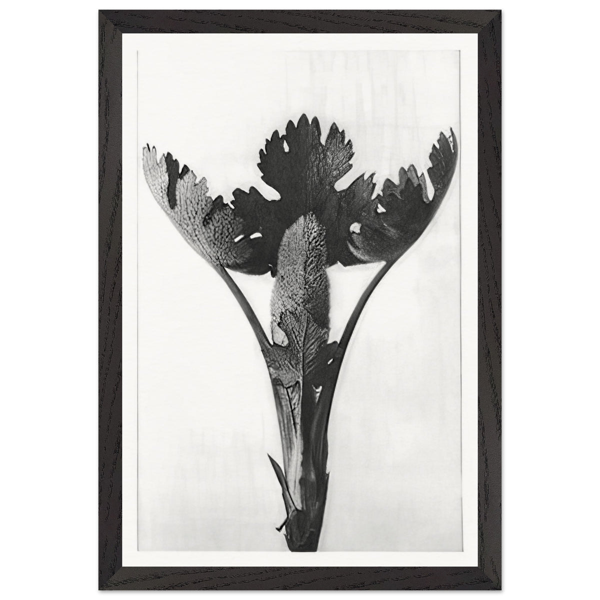 Art Forms in Nature 51 by Karl Blossfeldt, framed poster, view 2