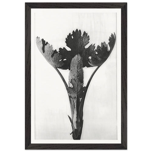 Art Forms in Nature 51 by Karl Blossfeldt, framed poster, view 2